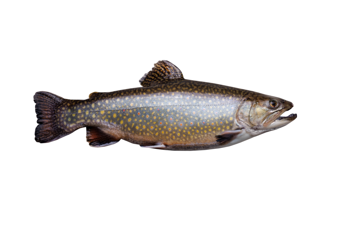 Speisefische – Oberwasser Speisefische – Oberwasser